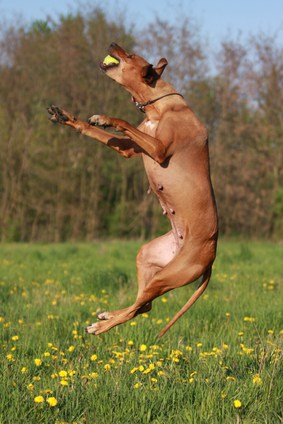 Rhodesian Ridgeback Dog Catching Ball