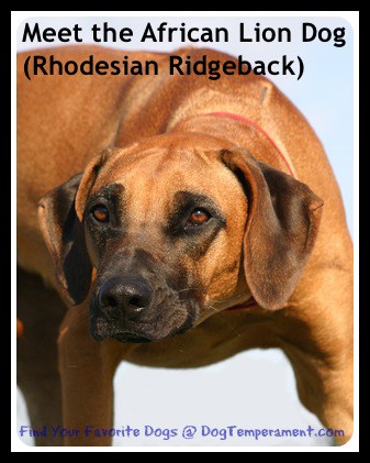 Rhodesian Ridgeback Dog