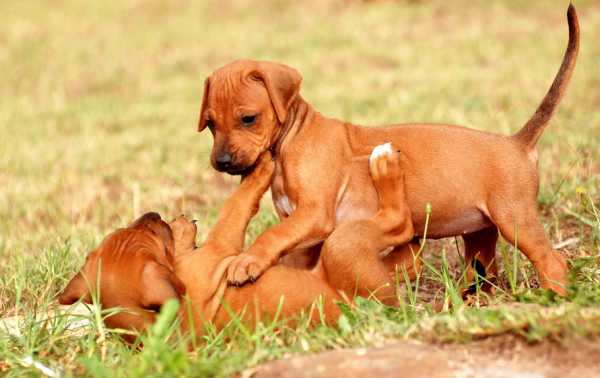 Rhodesian Ridgeback Puppies Playing-2