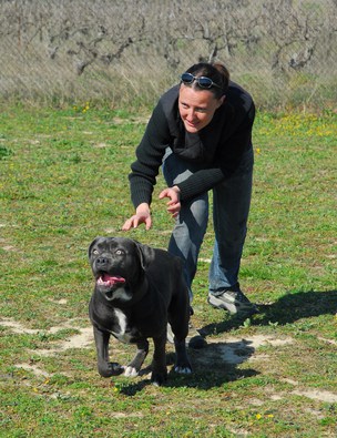 Cane Corso Running 