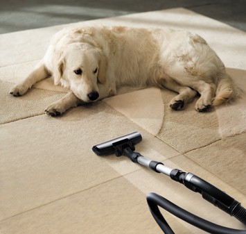 White Labrador Retriever dog lying on Carpet