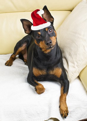 Miniature Pinscher dog on the couch with Santa Claus hat