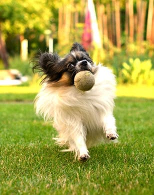 papillon temperament agility, playing with ball