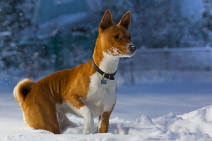 Basenji Dog in the snow outside.