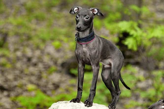 Photo of Italian Greyhound Black Outdoors | Dog Temperament