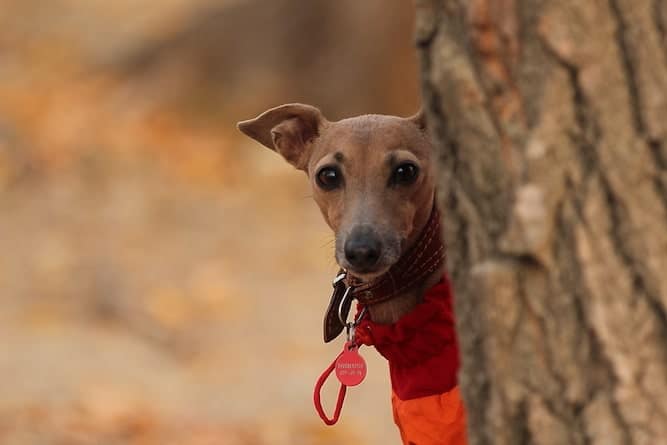Photo of Italian Greyhound Peeping | Dog Temperament