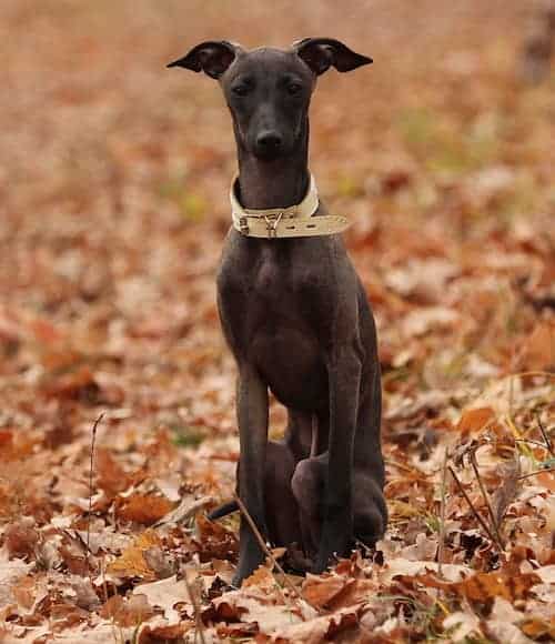 Photo of Italian Greyhound Sitting In Forest | Dog Temperament