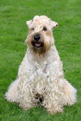 soft-coated-wheaten-terrier