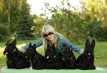 scottish terrier temperament. Girl with 5 scottish terriers