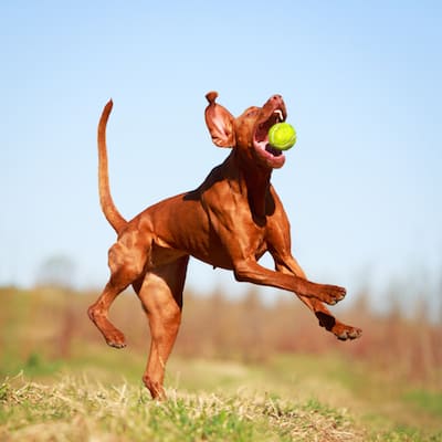 velcro vizsla