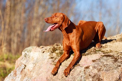 Vizsla dog Temperament, resting on a rock