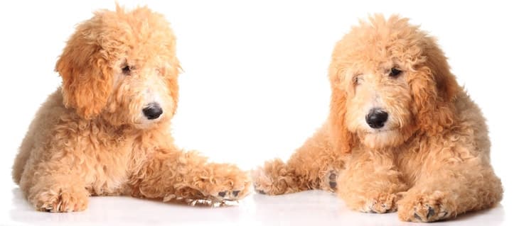 Gorgeous Goldendoodle Puppies | DogTemperament.com