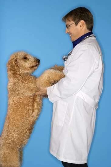 Healthy Happy Goldendoodle Standing on hind legs with a Vet |DogTemperament.com