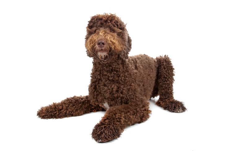 Chocolate Colored Labradoodle (Poodle Labrador Retriever Mix) Lying