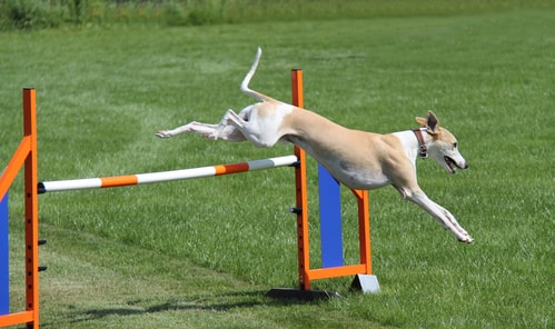 Active Whippet Temperament - Photo of Whippet Jumping over Obstacle