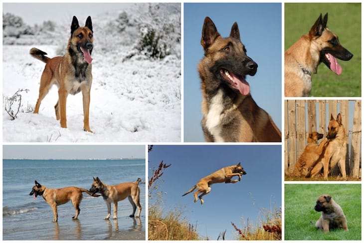 what to expect living with the belgian tervuren temperament