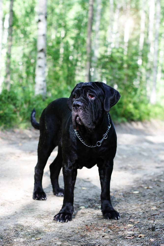 Black Neapolitan Mastiff in the Woods| DogTemperament.com