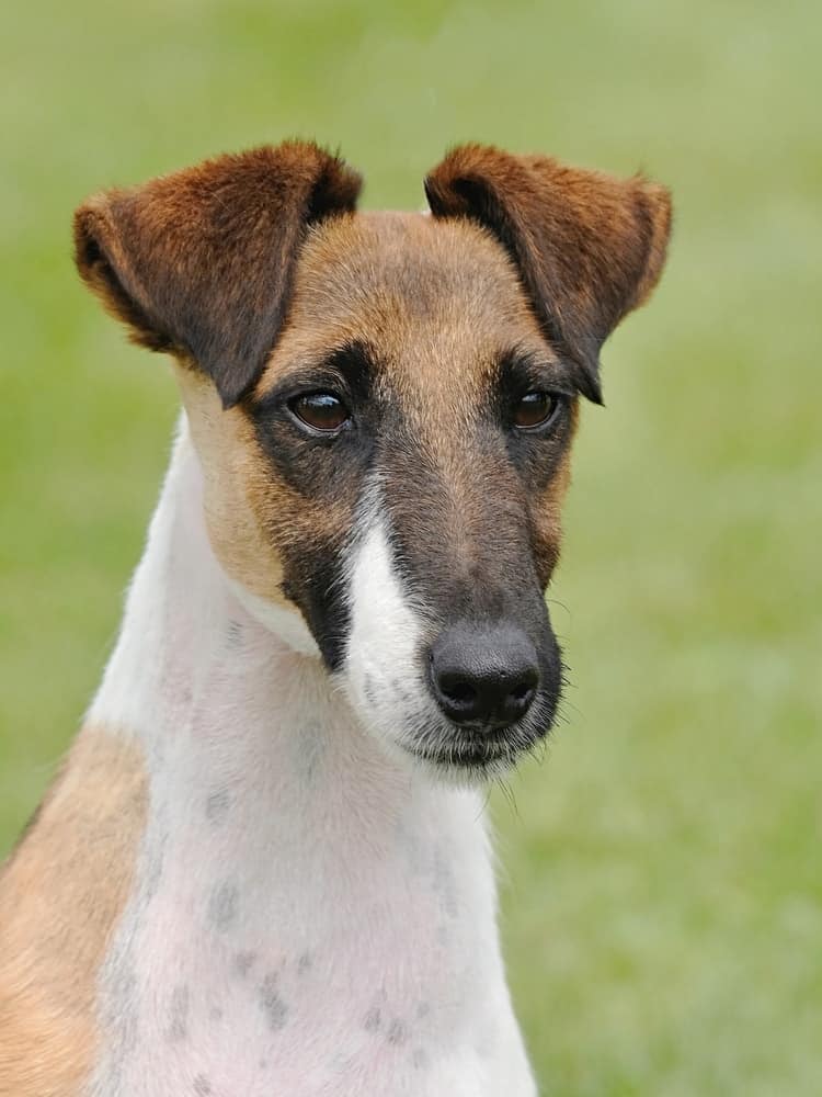 Smooth Fox Terrier Portrait | DogTemperament.com 