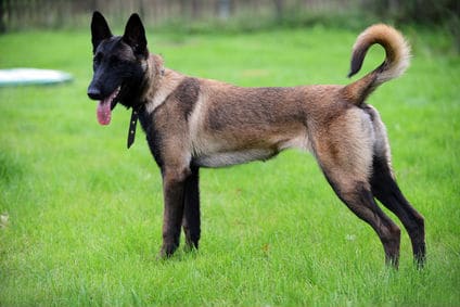 Dark Brown and Black Belgian Malinois Outside on Lawn