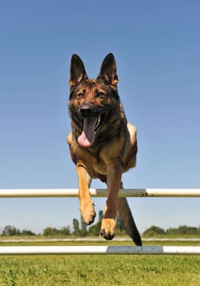 Photo of a Belgian Malinois Jumping Over Obstacle