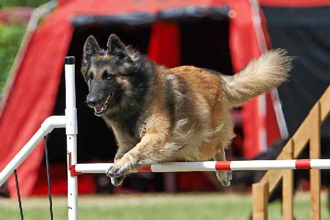 Photo of Belgian Sheperd| Dog Temperament