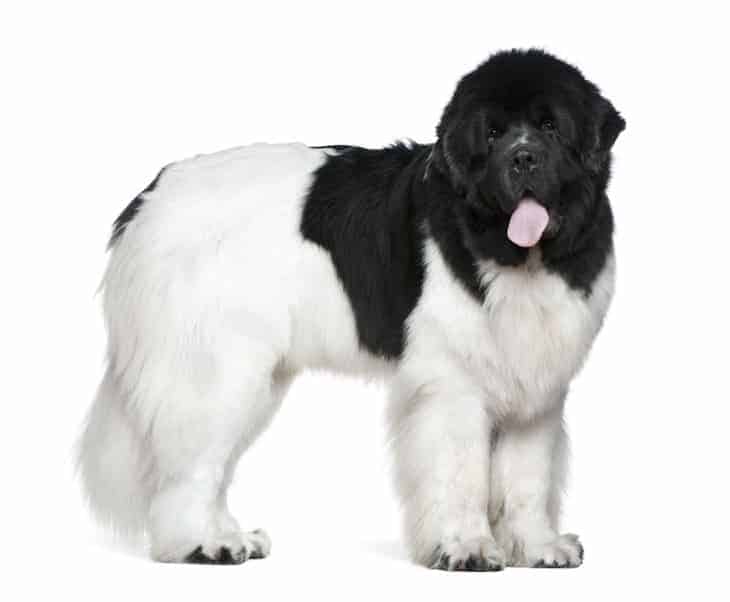 how much is a newfoundland dog cost