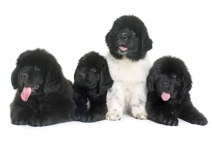 4 Adorable Newfoundland Puppies | DogTemperament.com