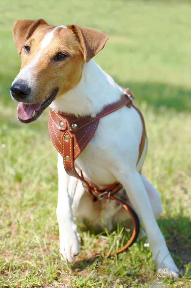 Smooth Fox Terrier Temperament, Price, Puppies & Breeder Tips