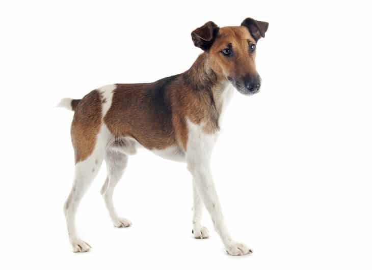 Male Smooth Fox Terrier | DogTemperament.com 