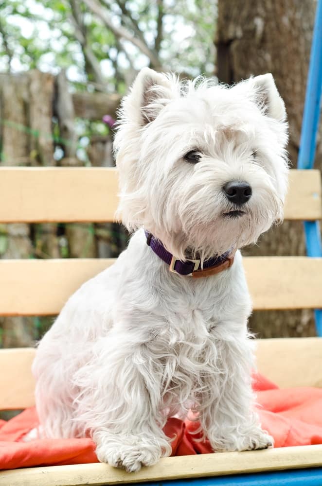 West Highland White Terrier (Westie) Sitting on Park Bench| DogTemperament.com