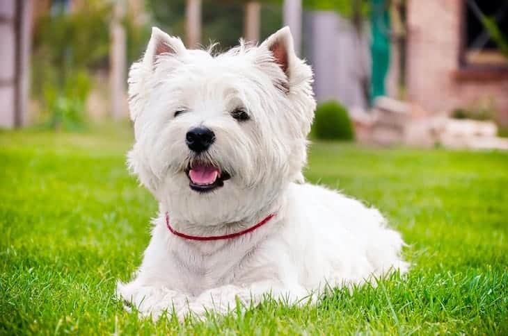 West Highland White Terrier Lying on Green Lawn DogTemperament.com