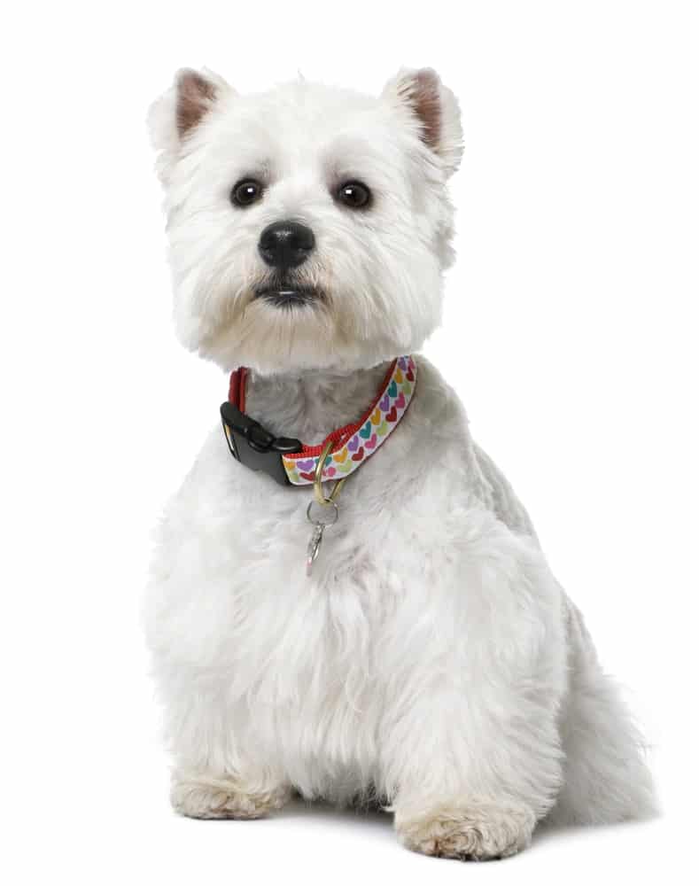 West Highland White Terrier (Westie) With Multi-Colored Dog Collar | DogTemperament.com