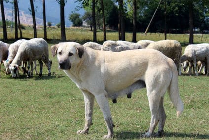 Anatolian Shepherd dog in field with livestock