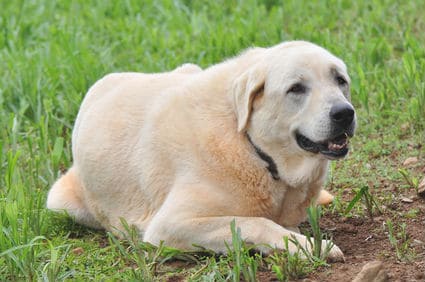 Anatolian Shepherd dog resting in field