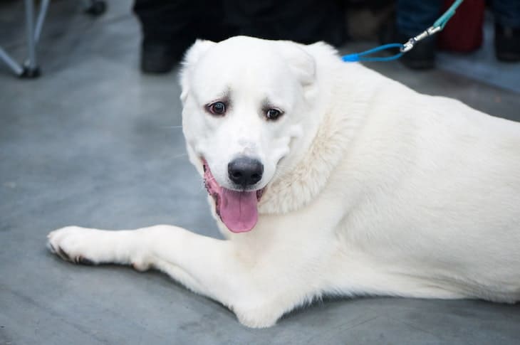 anatolian shepherd husky mix