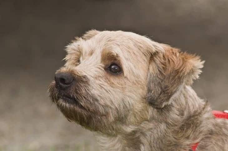  A Beautiful Kashon (Cairn Terrier Bichon Frise mix) Dog 
