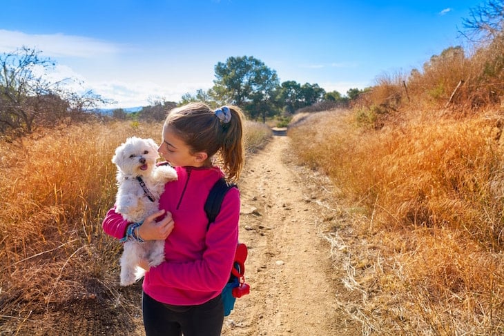 Girl Carrying Her Maltichon (Bichon Frise Maltese Mix) Through A Field| DogTemperament.com