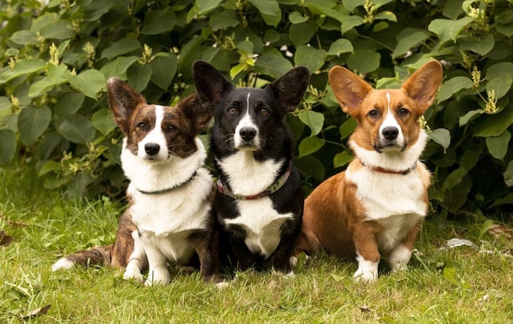 Two Brown and A Black Pembroke Welsh Corgi Sitting Outdoors