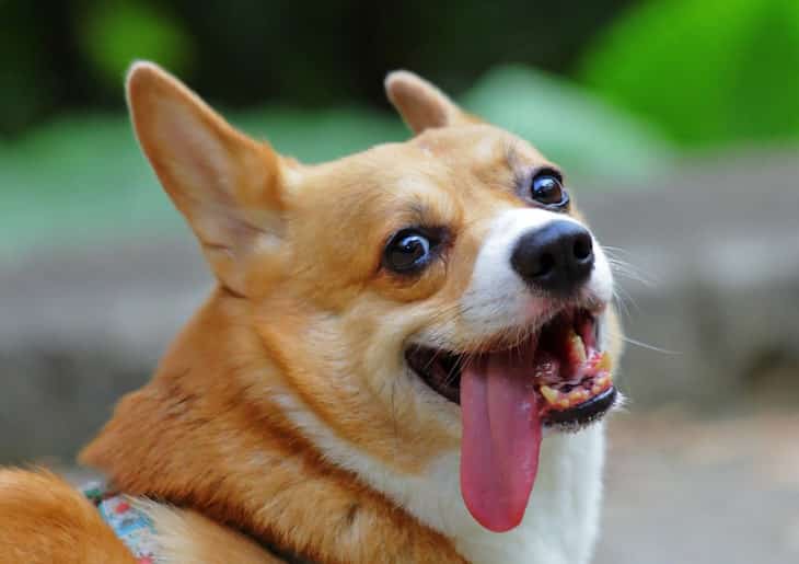 Closeup of A Friendly Pembroke Welsh Corgi