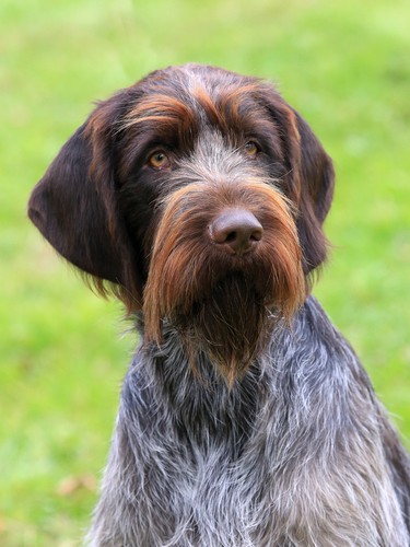 The Wirehaired Pointing Griffon Temperament, Personality (+More)