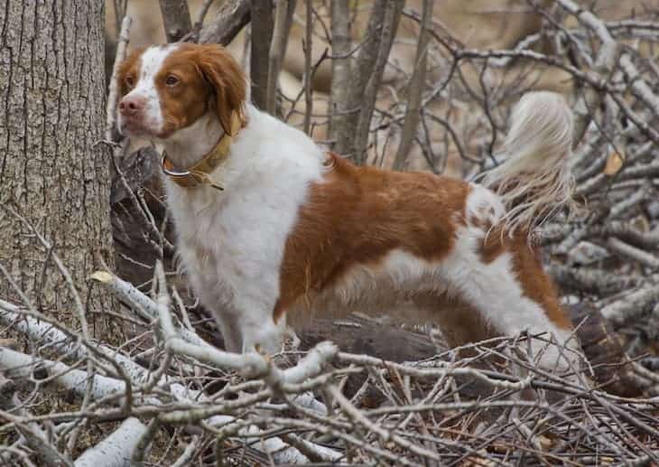 Brittany Dog in the Woods Hunting