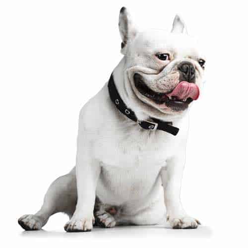 French Bulldog Temperament - Do You Know What To Expect?