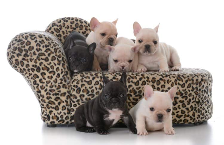 Litter of French Bulldogs - French Bulldog Price and Cost