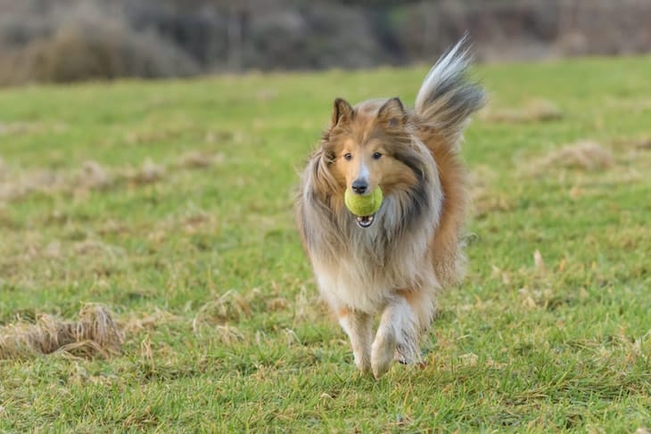 Shetland Sheepdog playing catch| DogTemperament.com