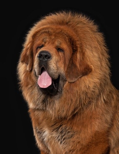 how tall are tibetan mastiff standing on their hind legs