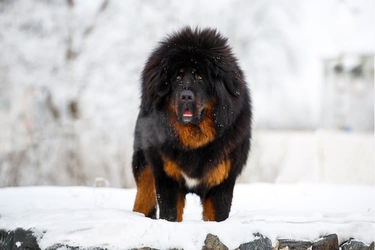 Tibetan Mastiff Dog Outdoor in Snow - Temperament