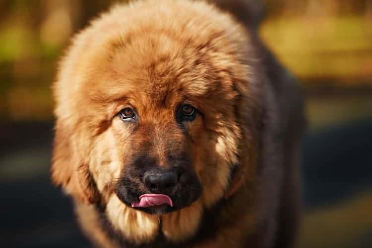 how tall are tibetan mastiff standing on their hind legs