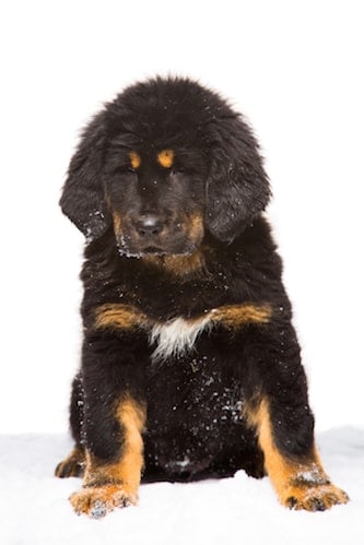 Tibetan Mastiff Dog Price and Cos