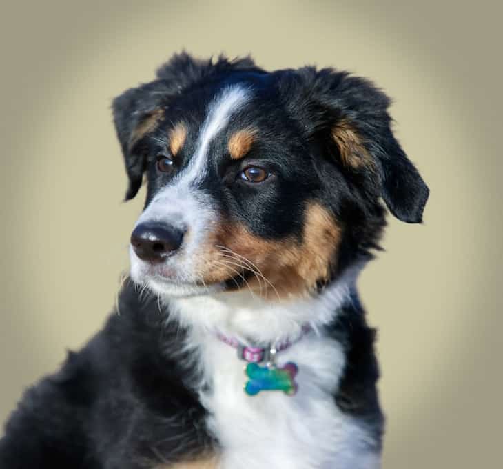 Mini Australian Shepherd dog portrait