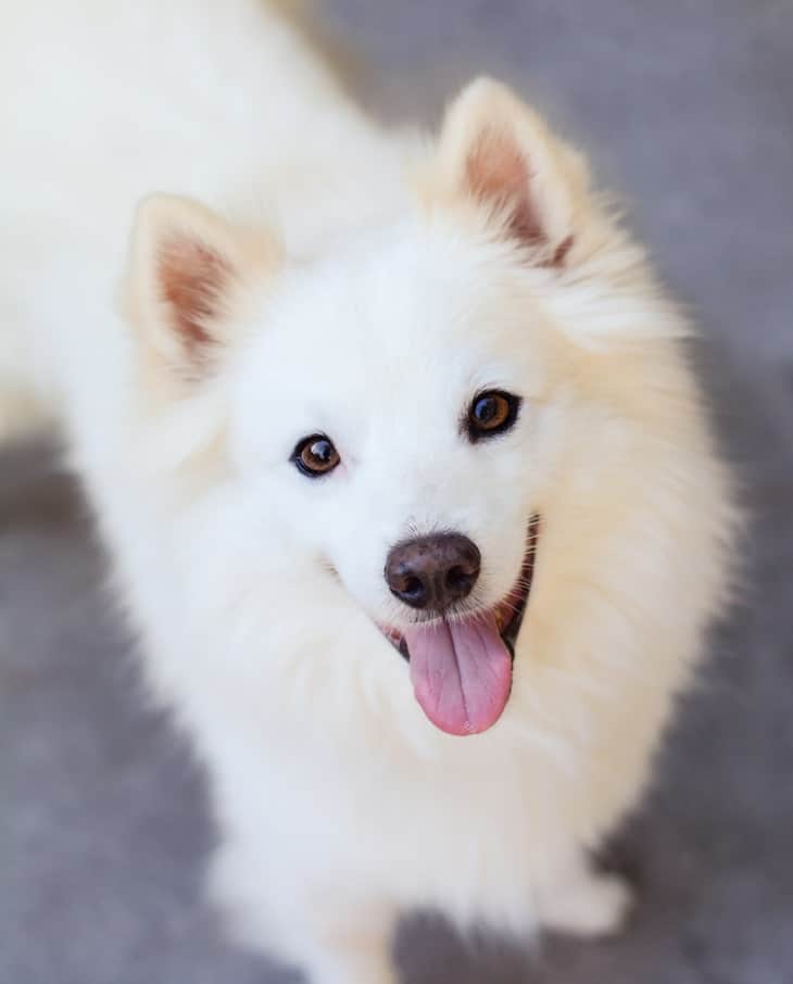 Photo of an American Eskimo Dog